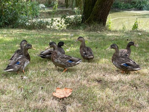 Les canards