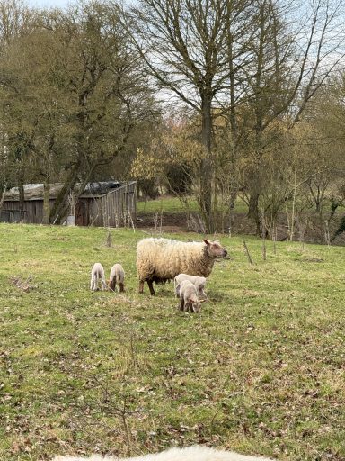Naissances moutons février 2025